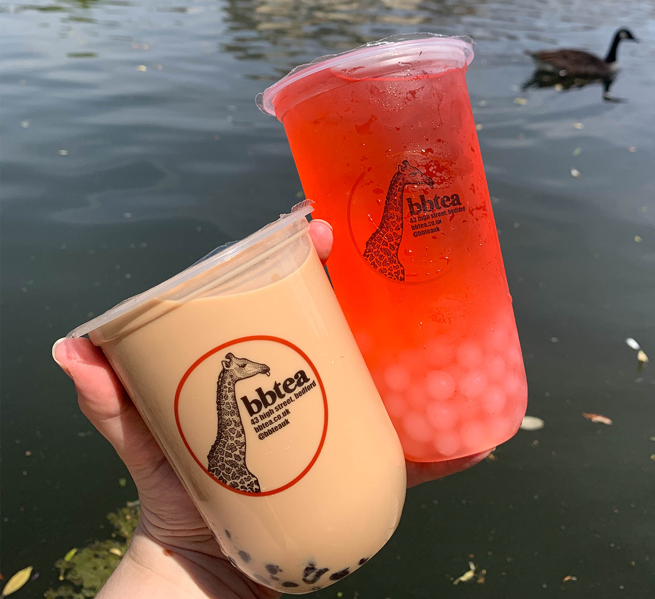 Two refreshing teas by the Bedford river: a creamy milk tea and a vibrant susmmer fruits tea, garnished with boba pearls and tapioca bubbles.